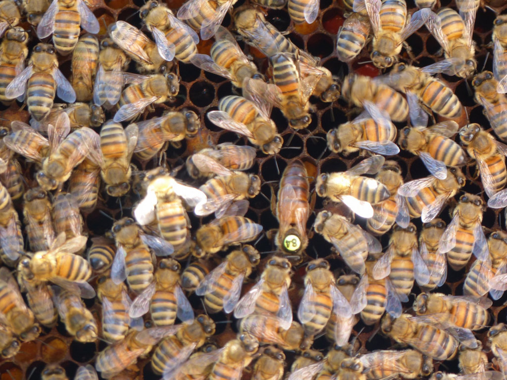 reine abeille marquage international